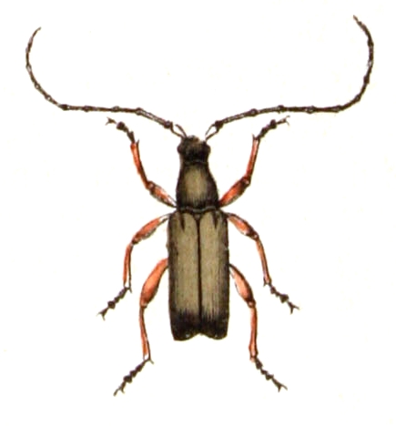 Файл:Alosterna.tabacicolor.-.calwer.41.17.jpg