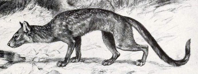 Файл:Cynodictis cropped.png