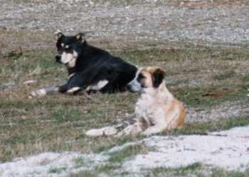 Файл:Griechische Schaeferhunde.jpg