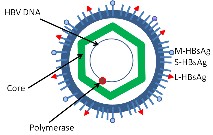 Файл:HBV.png