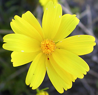 Файл:Coreopsis bigelovii NPS.jpg