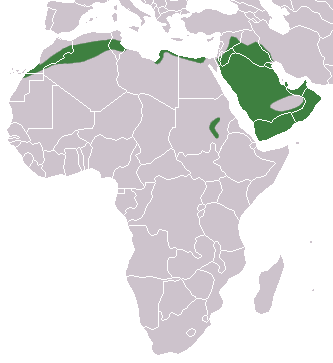 Файл:Desert Hedgehog area.png