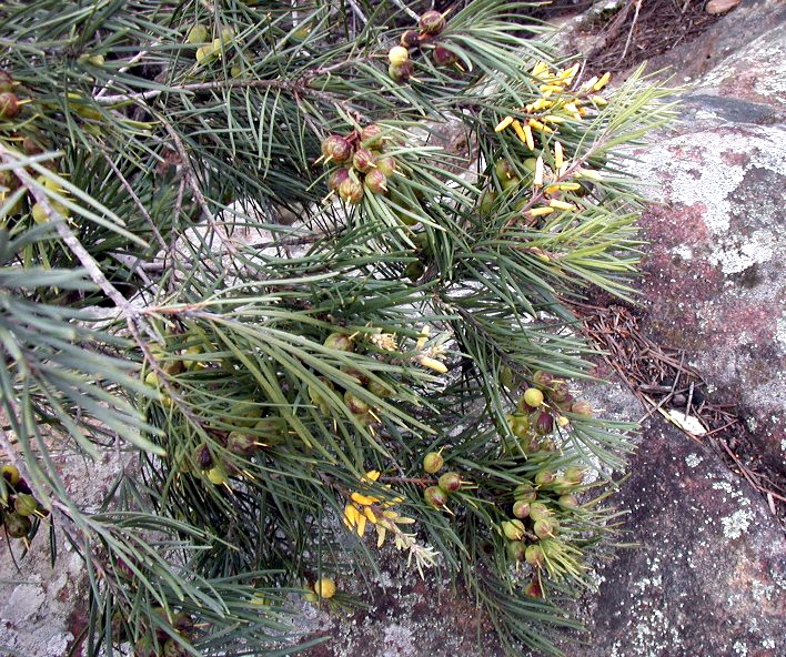 Файл:Perslinfruit1 email.jpg