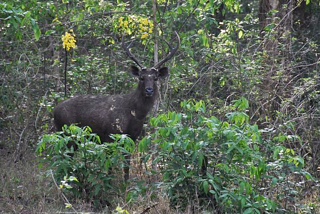 Файл:Sambar-deer-in-forest.jpg