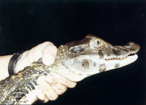 Файл:Blackcaiman.jpg