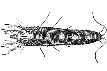 Файл:Cecidophyopsis ribis.png