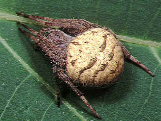 Файл:Neoscona.punctigera.female.3.-.tanikawa.jpg