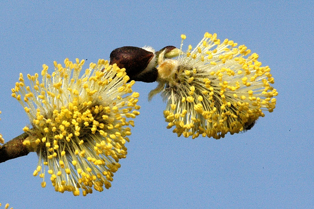 Файл:Salix.caprea.-.lindsey.jpg
