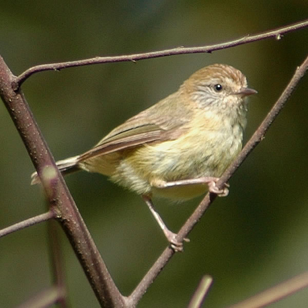 Файл:Yellowthornbill.jpg