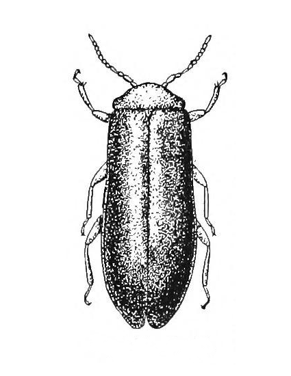 Файл:Blatchleya gracilis.png