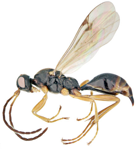 Файл:Codrus picicornis.jpg