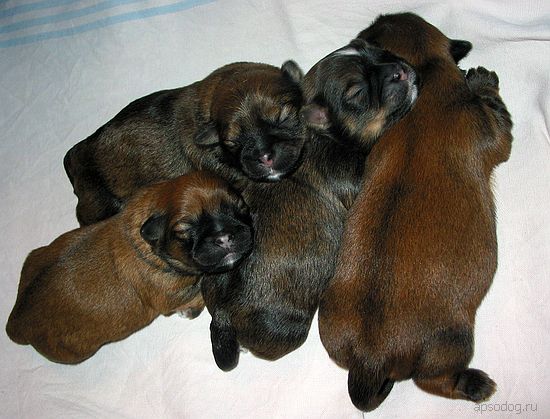 Файл:Lhasa Apso3.jpg