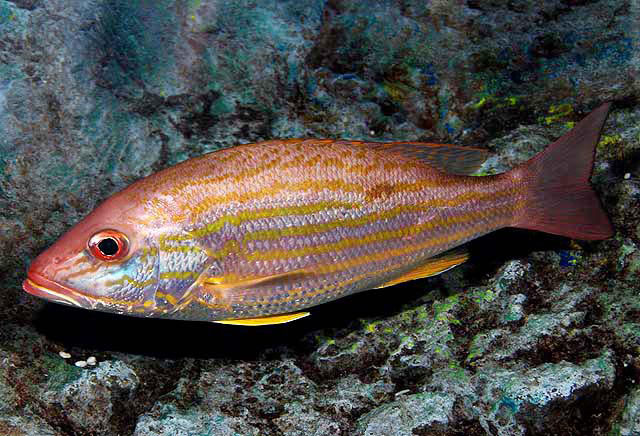 Файл:Lutjanus synagris SI2.jpg
