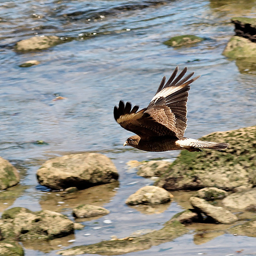 Файл:Milvago chimango Dichato Chile Flickr.jpg