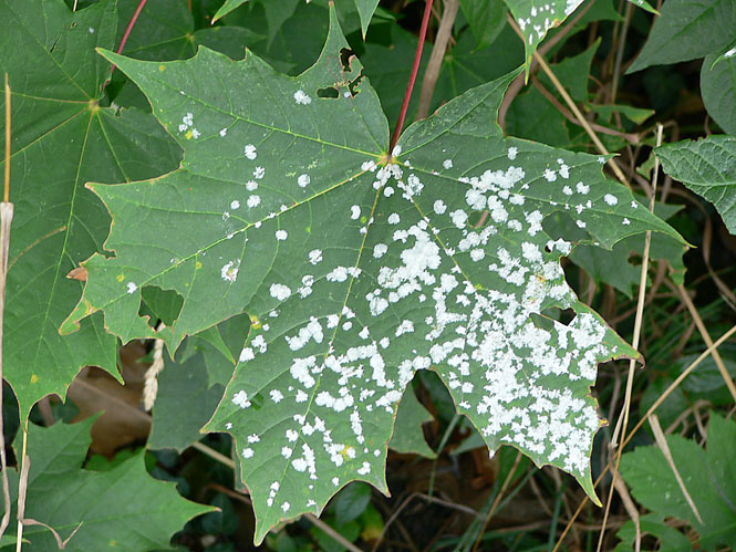 Файл:UncinulaTulasneiLeaf.jpg