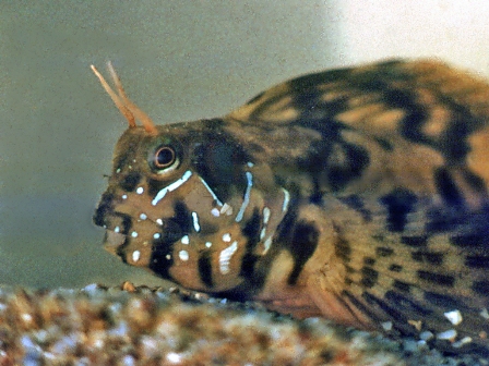 Файл:Blennius sphinx male.jpg