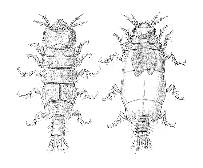 Файл:Caecognathia elongata.png