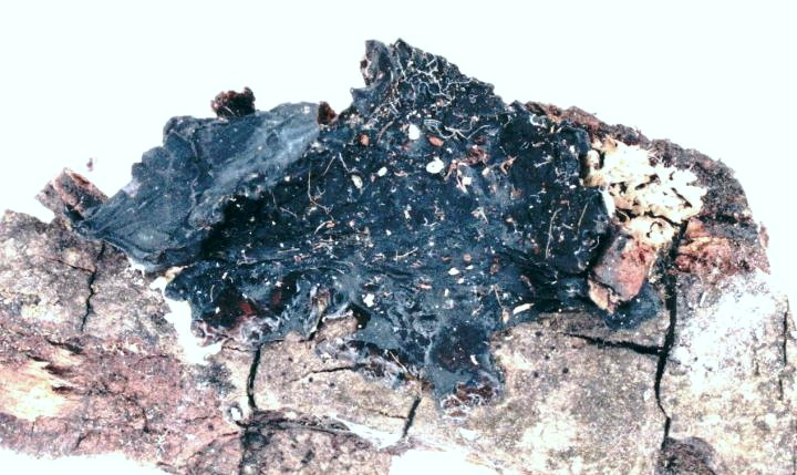 Файл:Collema nigrescens.jpg