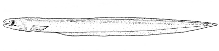Файл:Diastobranchus capensis (Basketwork Eel).gif