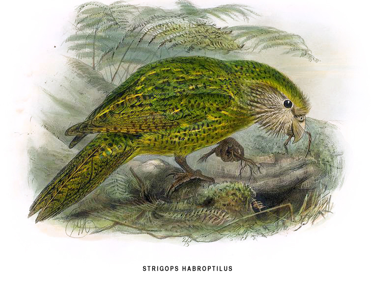 Файл:Kakapo2.jpg