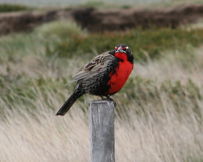 Файл:Long-tailed Meadowlark.jpg