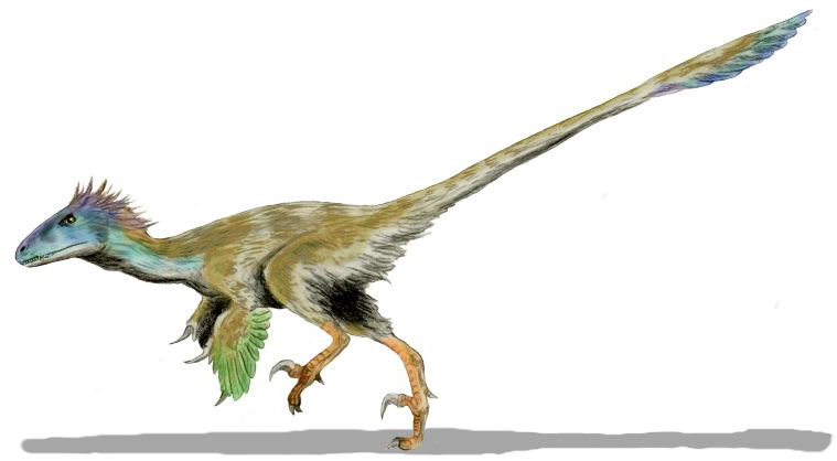 Файл:Utahraptor BW.jpg