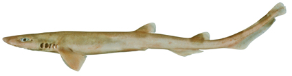 Файл:Galeus gracilis csiro-nfc.jpg