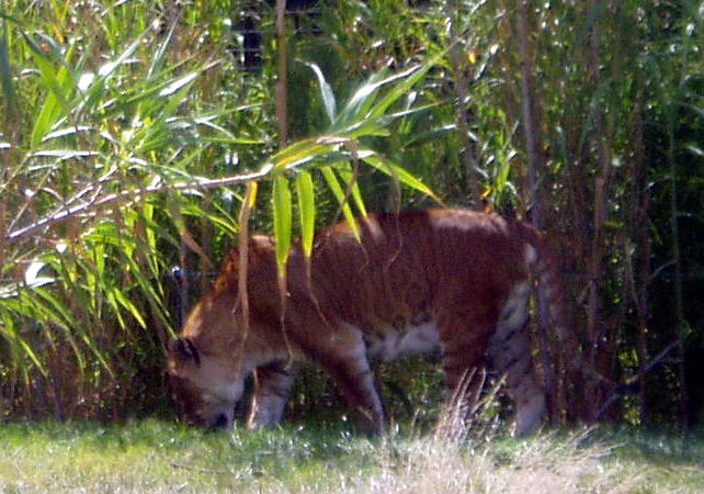 Файл:Tigon4.jpg