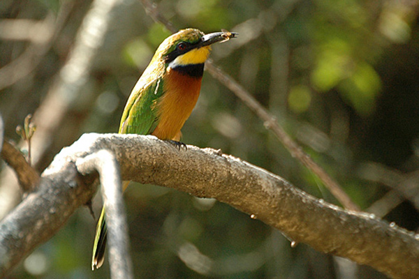 Файл:Cinnamonbreastedbeeeater.jpg