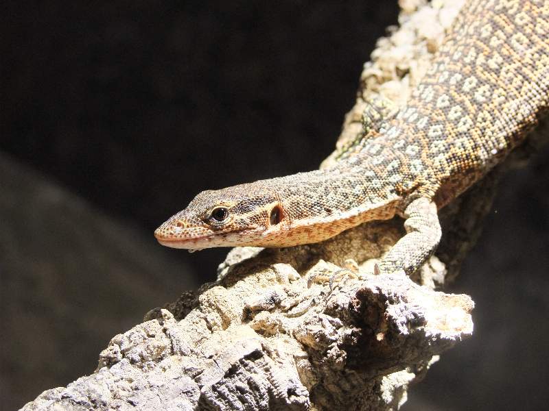 Файл:Varanus auffenbergi008.jpg