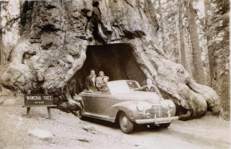 Файл:Wawona tree 1946.jpg