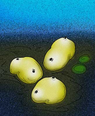 Файл:Yarnemia acidiformis.jpg