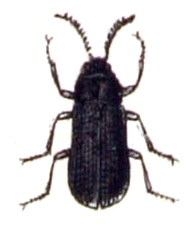 Cerophytum elateroides