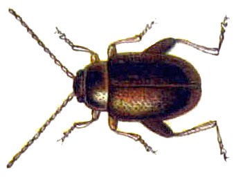 Файл:Longitarsus apicalis.png