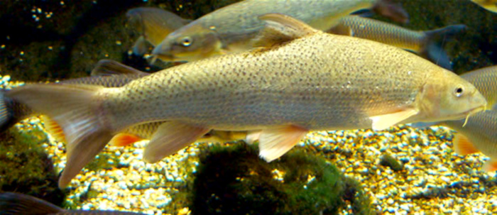 Файл:Barbel.jpg