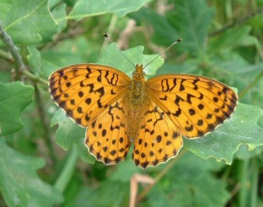 Файл:Brenthis-daphne.jpg