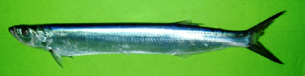 Файл:Chirocentrus nudus.png