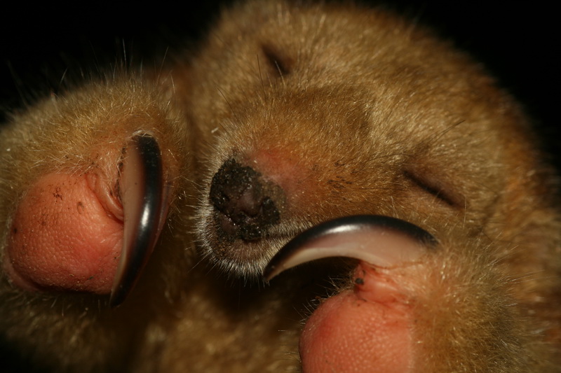 Файл:Cyclopes didactylus.jpg