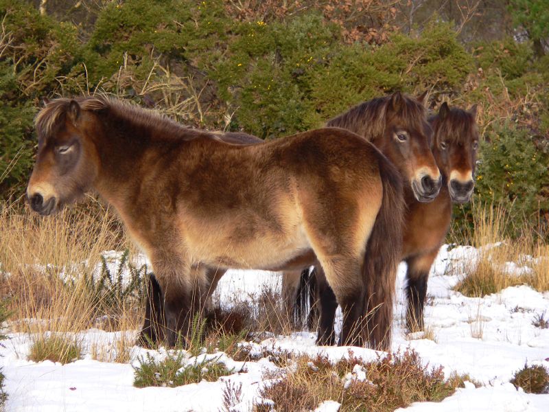 Файл:ExmoorponyPose.jpg