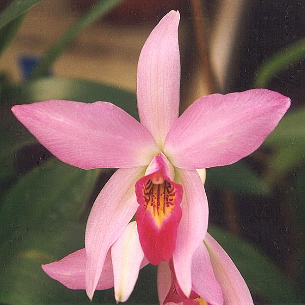 Файл:Laelia-anceps.jpg
