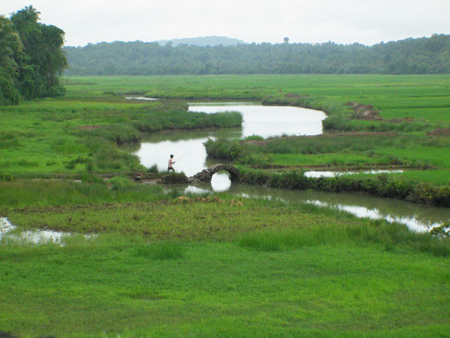 Файл:Rice-fields-moira1.jpg