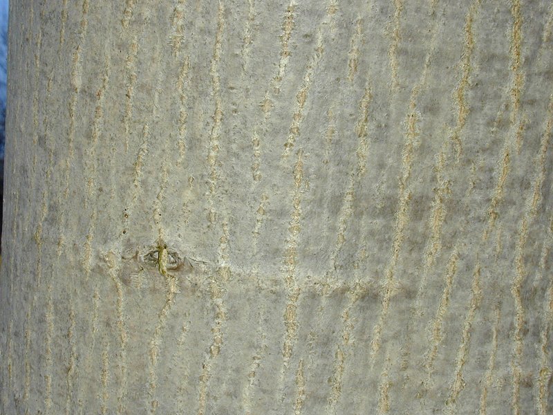 Файл:Walnuss-rinde.jpg