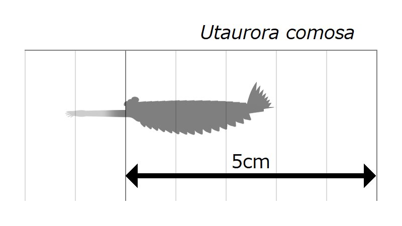 Файл:20220214 Utaurora size.png