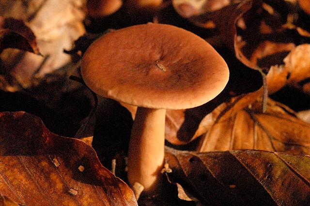 Файл:Lactarius subdulcis - Lindsey 1a.jpg