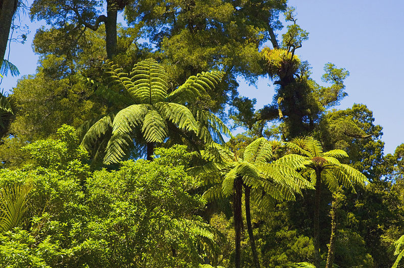 Файл:Waitakere Forest n.jpg