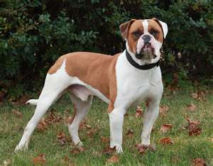 Файл:American Bulldog..jpg