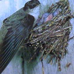 Файл:ChimneySwift23.jpg