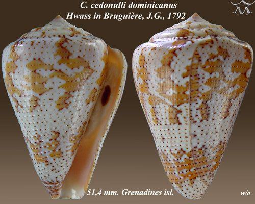 Файл:Conus cedonulli dominicanus 1.jpg
