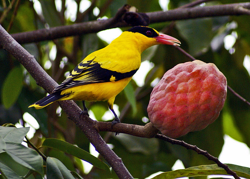 Файл:Custardapplewithbird.jpg
