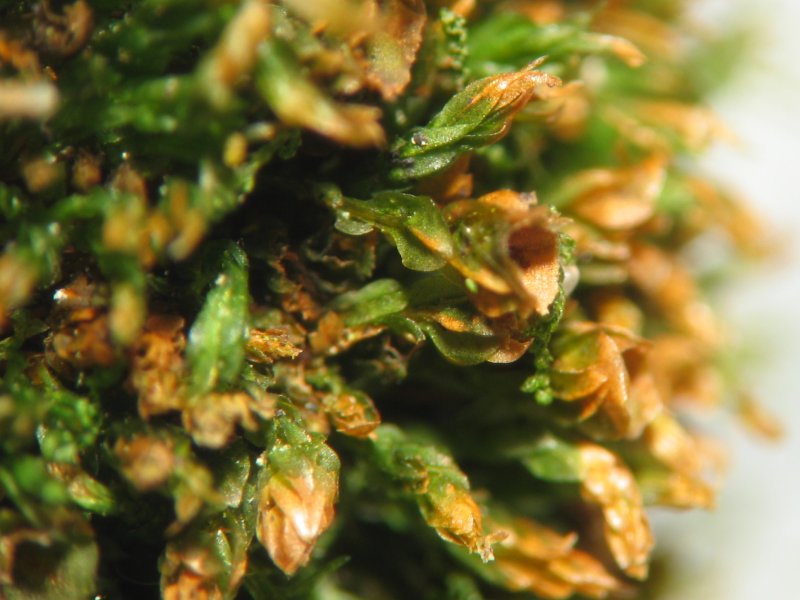 Файл:Tetraphis pellucida.jpeg